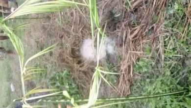 Bodo community in Ogoni withnessed at ;east 7 oil spills between 2022 and 2023