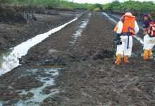 The Ogoni cleanup has largely been described as a scam by the Movement for the Survival of the Ogoni People (MOSOP).