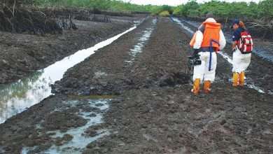 The Ogoni cleanup has largely been described as a scam by the Movement for the Survival of the Ogoni People (MOSOP).